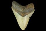 3.77" Fossil Megalodon Tooth - North Carolina - #131579-1
